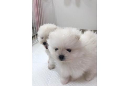 成約済の香川県のポメラニアン-82375の3枚目